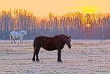 Two Horses At Sunrise_30812.5